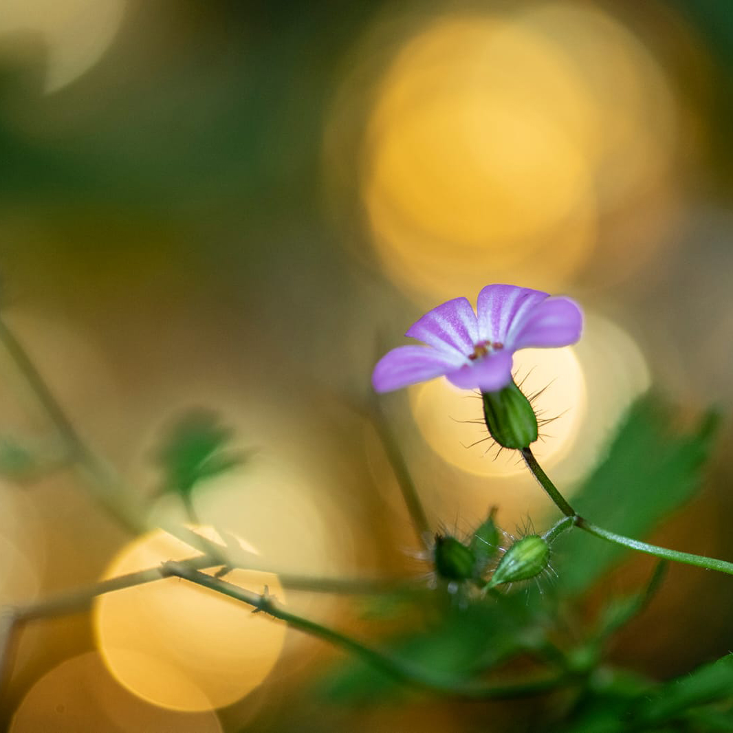 Stage macro-photographie et esthètisme dispensé par Bérengère Yar